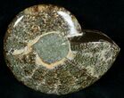 Wide Polished Ammonite Dish #7019-1